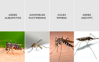 tipos de mosquito