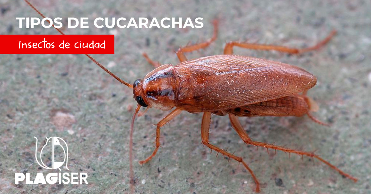 tipos de cucaracha