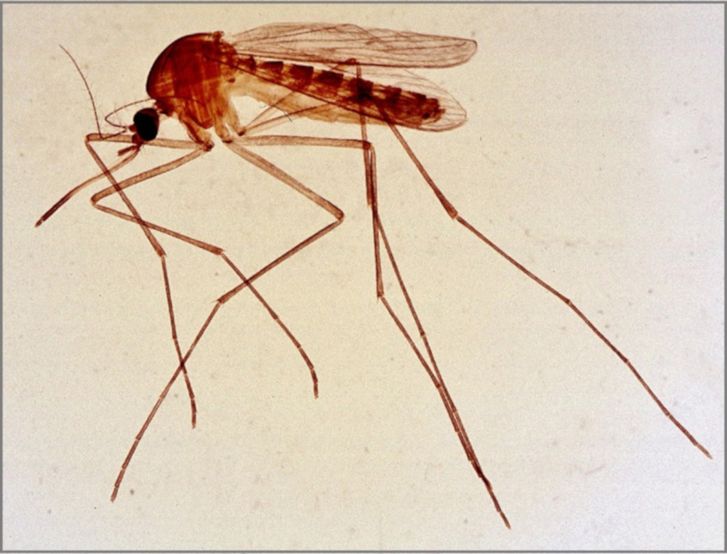 hembra de mosquito culex